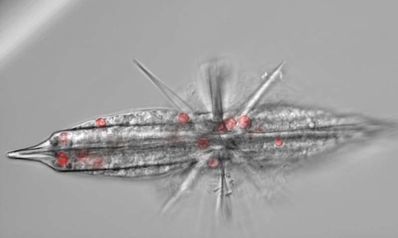 Symbiotic Plankton: Providers or Parasites?