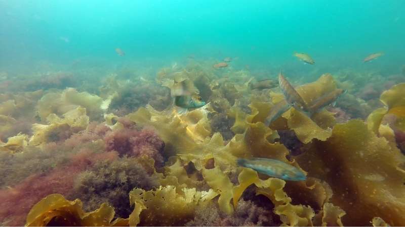UNH researchers find invasive seaweed makes fish change their behavior