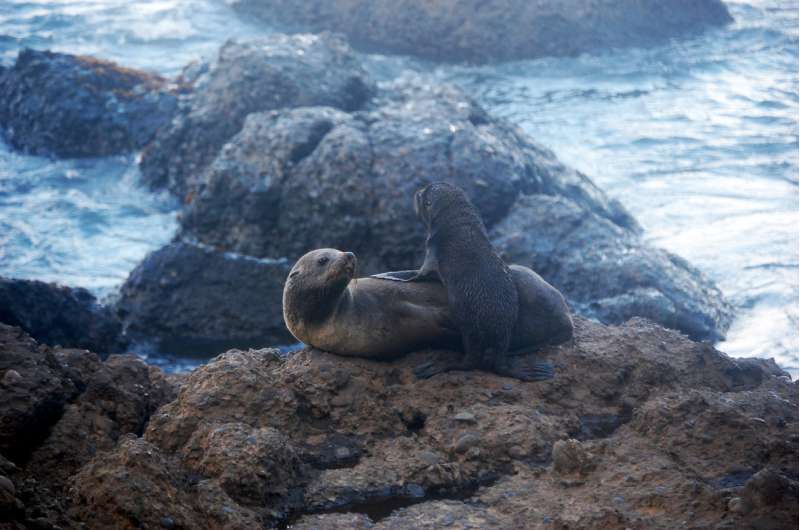 Warming oceans lead to more fur seal deaths from hookworm infection
