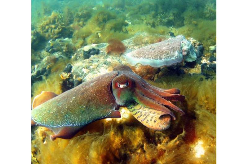 Why we're watching the giant Australian cuttlefish