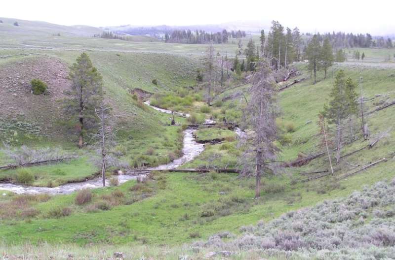 Yellowstone streams recovering thanks to wolf reintroduction