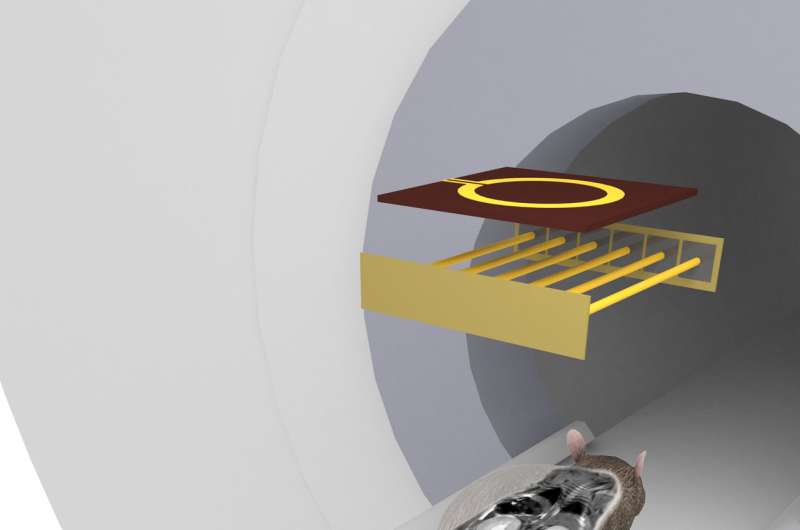 Scientists design new MRI coil for preclinical studies