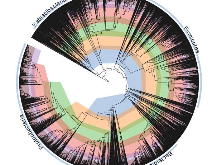Scientists 'fix' bacterial tree of life