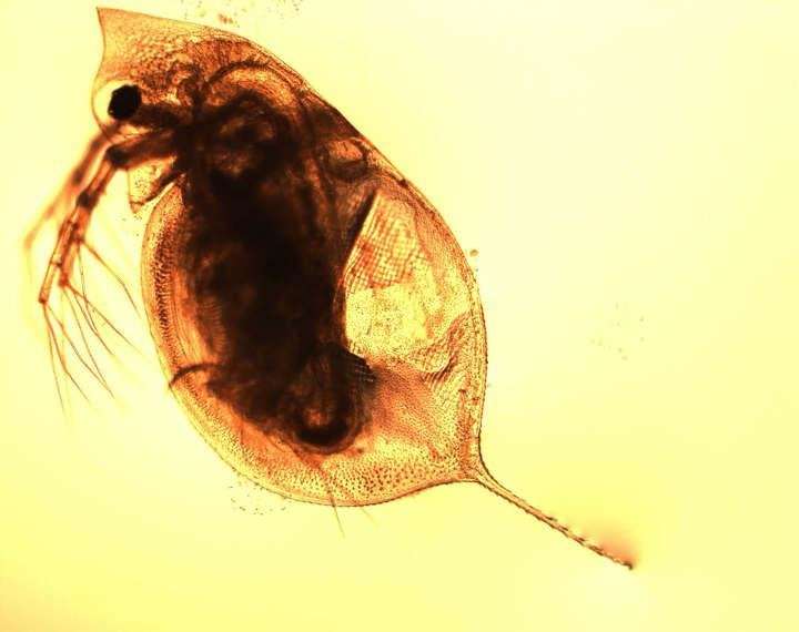 Scientists revealed how water fleas settled during the Ice Age