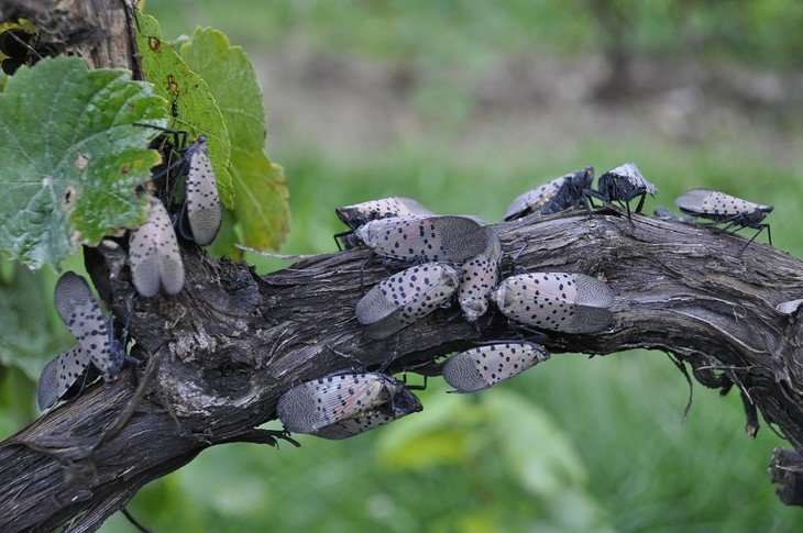 Researchers study lanternfly's potential to harm grapevines