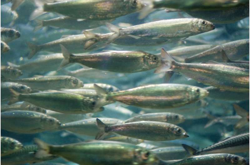 Изменение климата может изменить пищевые цепочки в океане, что приведет к значительному уменьшению количества рыбы в море