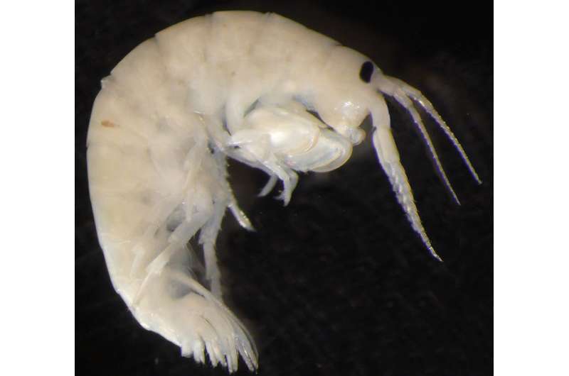Scientists dive into museum collections to reveal the invasion route of a small crustacean