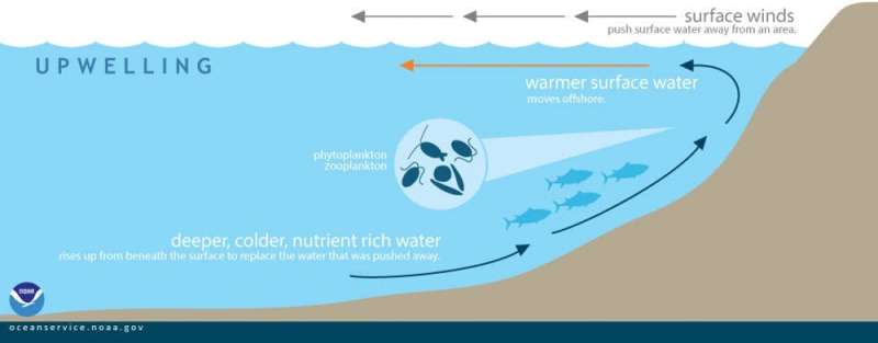 Изменение климата может изменить пищевые цепочки в океане, что приведет к значительному уменьшению количества рыбы в море