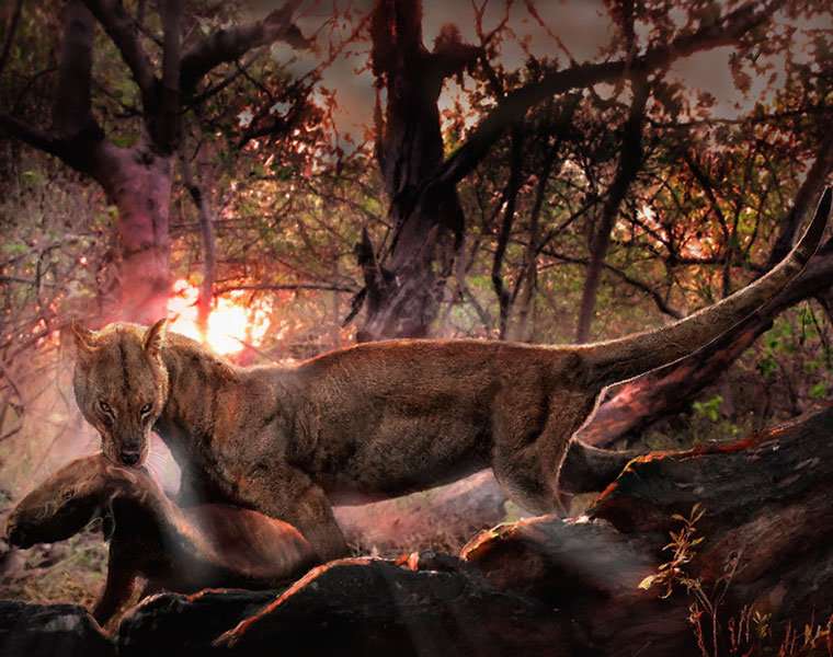 Researchers identify two new ancient mammals in Bolivia dig