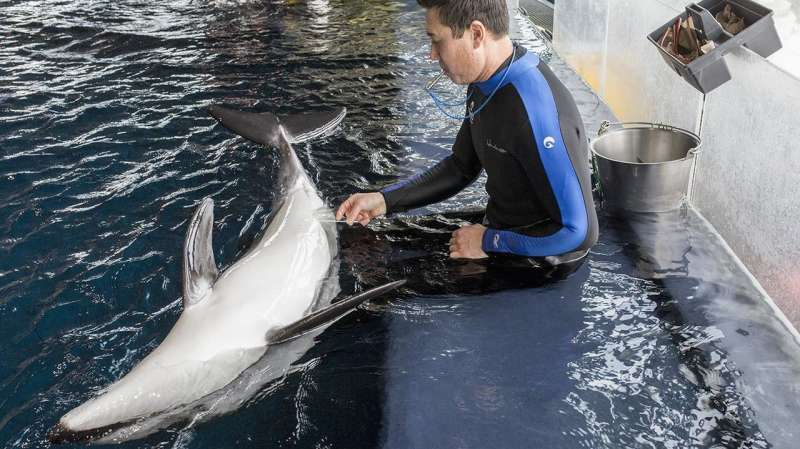 Researchers study how environment affects dolphin microbiomes at Shedd Aquarium