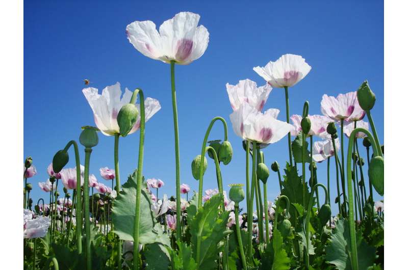 Scientists decode opium poppy genome