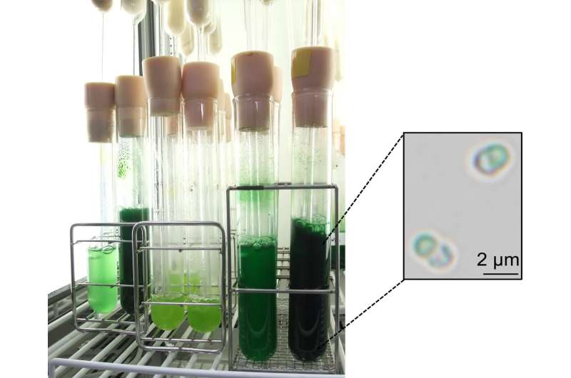 Scientists find a 'switch' to increase starch accumulation in algae