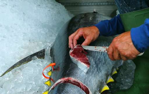 A controversial comeback for a highly prized tuna