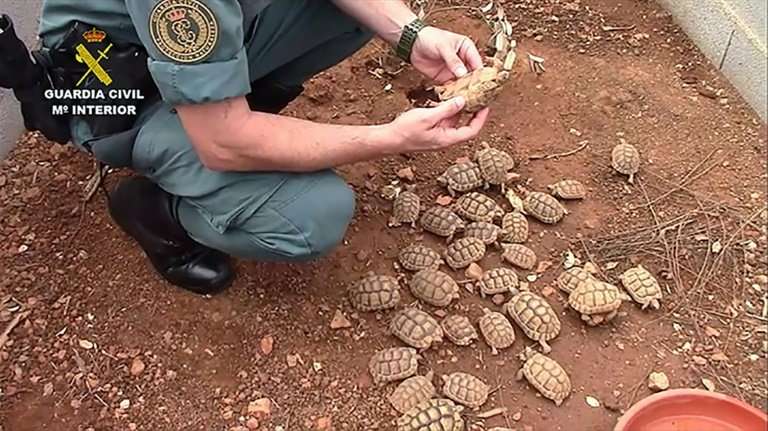 A handout picture released by the Spanish Guardia Civil shows an officer inspecting some of the tortoises found in a raid on wha