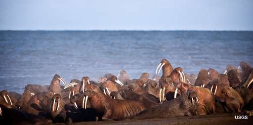 As sea ice melts, some say walruses need better protection