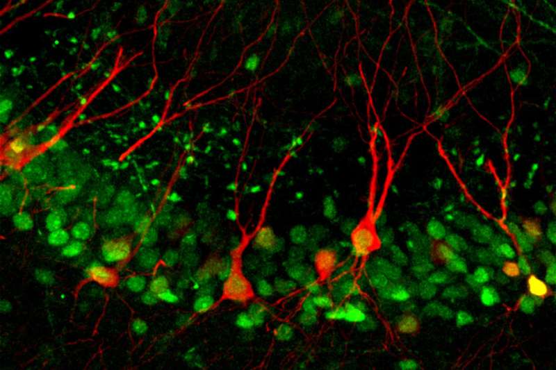 Neuroscientists discover a cellular pathway that encodes memories by strengthening specific synapses