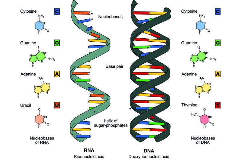 New study identifies possible ancestors of RNA