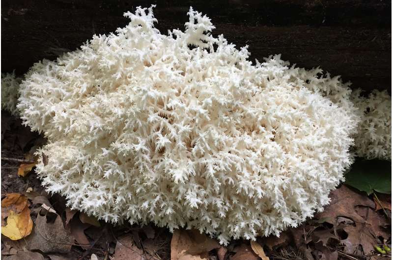 North American checklist identifies the fungus among us