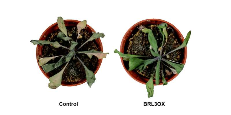 Researchers generate plants with enhanced drought resistance without penalizing growth