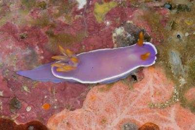 Scientists from the California Academy of Sciences describe 17 new species of sea slugs