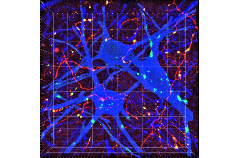 Scientists map key brain-to-spinal cord nerve connections for voluntary movement