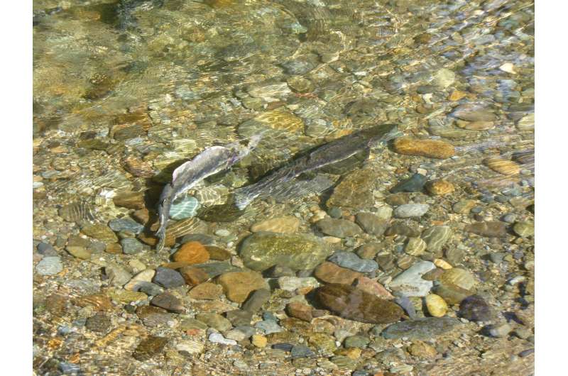 Scientists study spawning salmon through a riverbed lens