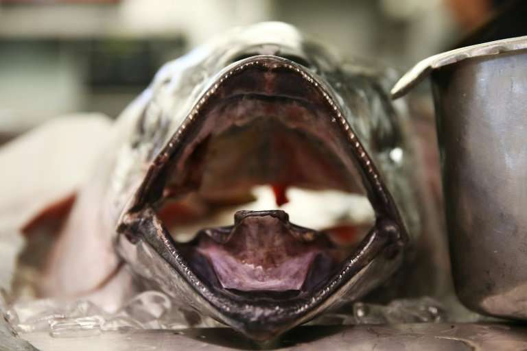 Scientists warn that stocks of bigeye tuna—a fatty and fast-swimming predator—could crash within a decade or two