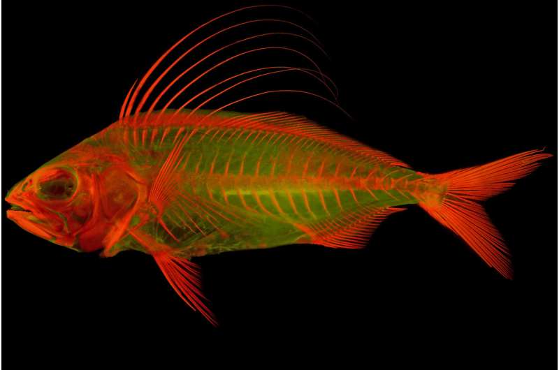 State-of-the-art imaging techniques reveal heightened detail and beauty of vertebrate life