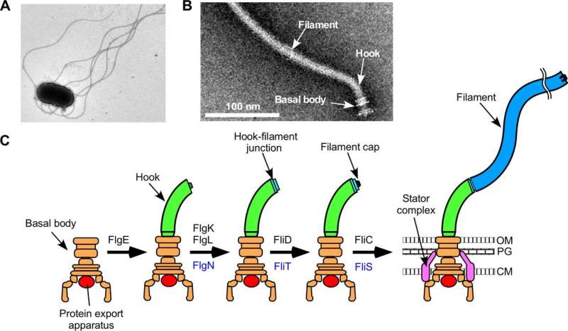 Study sheds light on bacterial propeller assembly
