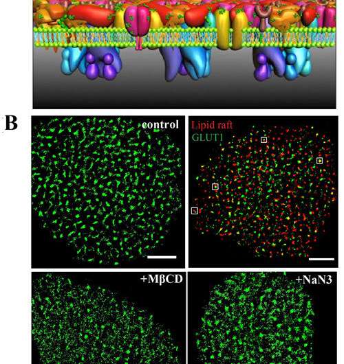 Super-resolution imaging reveals mechanism of GLUT1 clustering