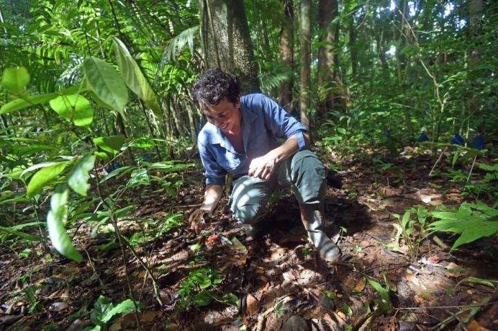 Tropical forest seeds use three strategies to survive