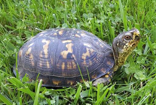 55 Best Photos Best Pet Turtles That Get Big : Facts And Misconceptions About Caring For Turtles And Tortoises Mutts