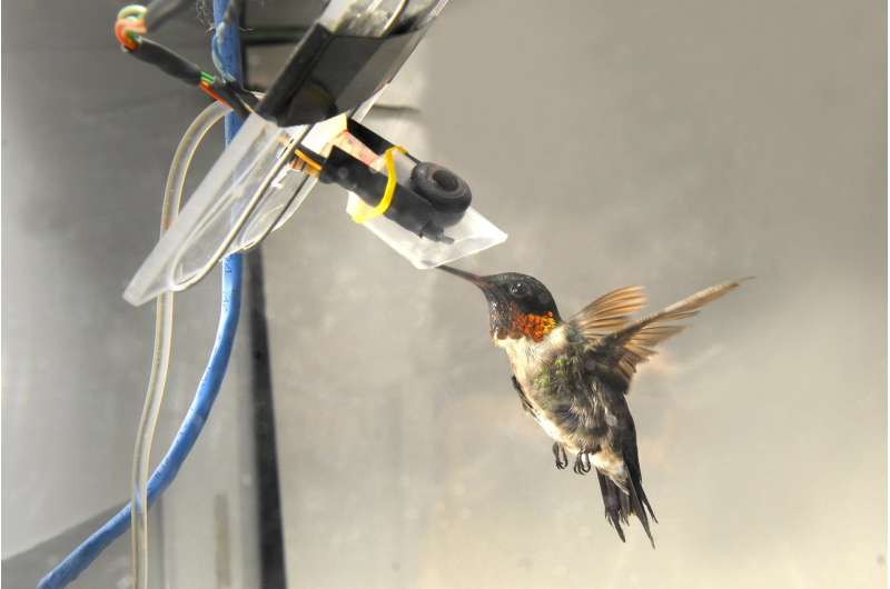 When it comes to fuel efficiency, size matters for hummingbirds