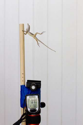 Researchers use leaf blower to see how lizards endure storms