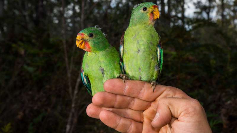 Scientists develop new way to track swift parrots