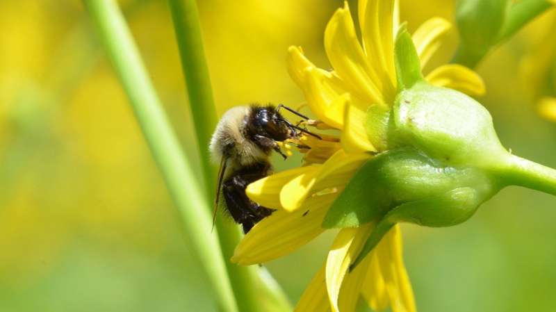 Study reveals best use of wildflowers to benefit crops on farms