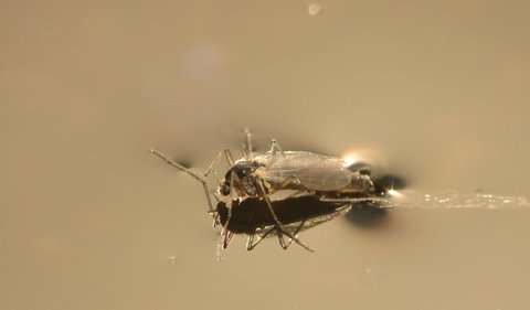 Researchers study midge fly infestation in Ohio wastewater treatment plants