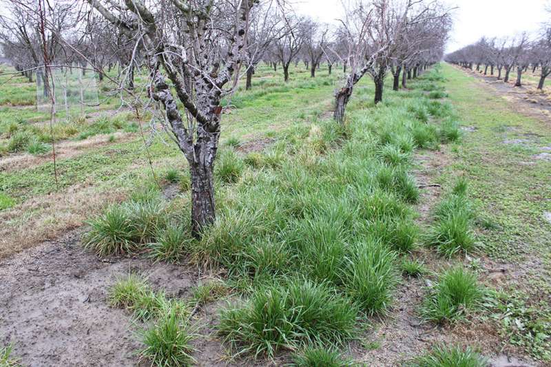 Scientists find italian ryegrass is resistant to multiple herbicides