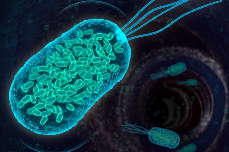 Scientists design bacteria to reflect 'sonar' signals for ultrasound imaging