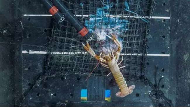 Norway lobsters’ appetite for jellyfish caught on camera