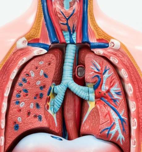 Natural lung bacteria offer clues on treating airway infections, says expert