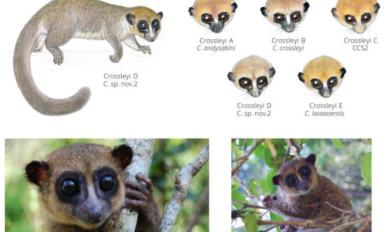 New species of lemur found on Madagascar