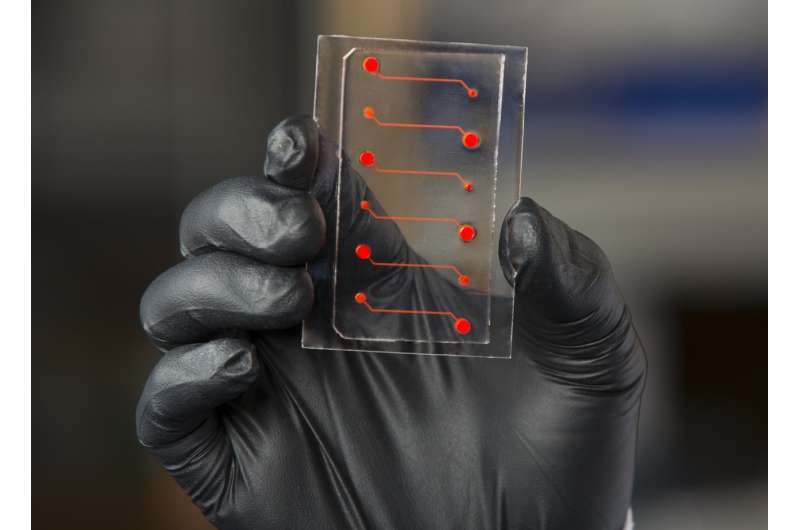 Blood-vessel-on-a-chip provides insight into new anti-inflammatory drug candidate