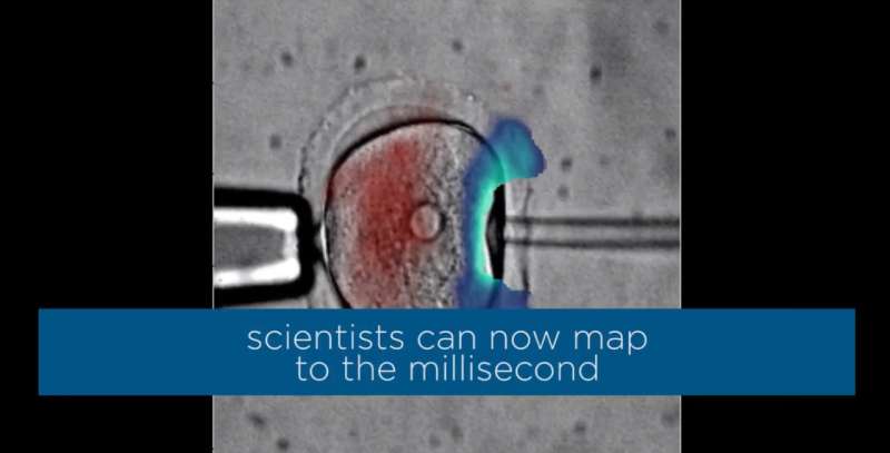 Scientists use vibrations within cells to identify their mechanical properties