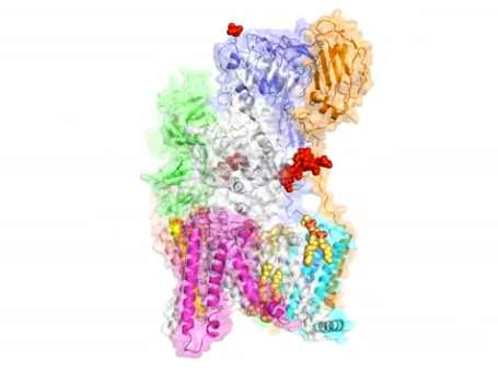Cryo-EM reveals critical protein-modifying complex and potential drug target