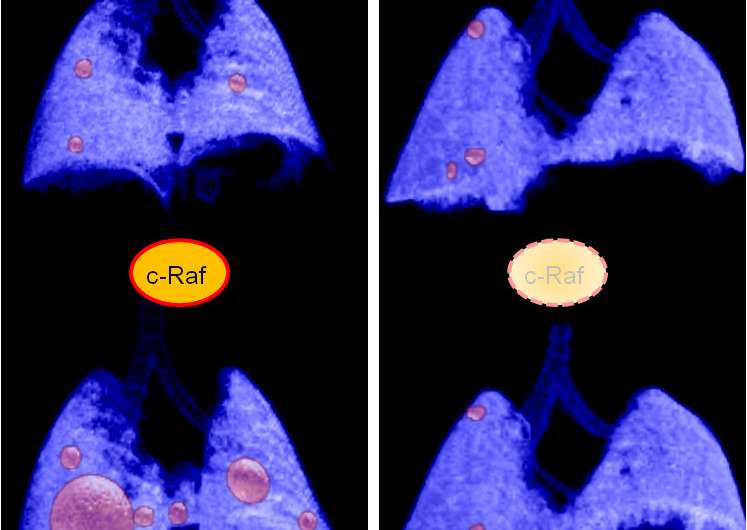 A new strategy induces the regression of advanced lung tumors in mice