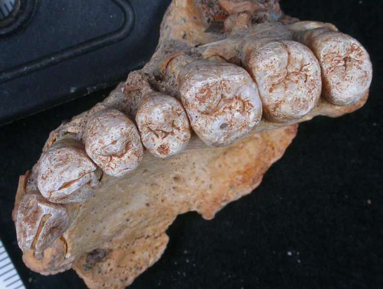 Scientists discover oldest known modern human fossil outside of Africa
