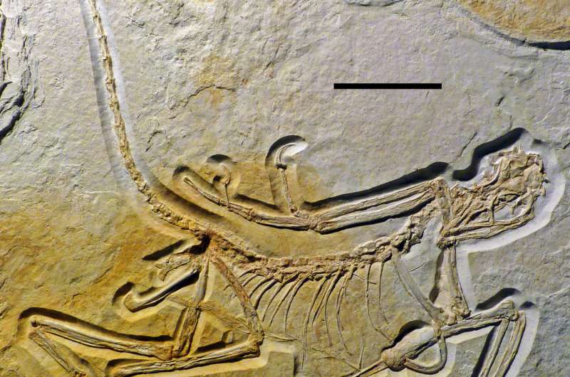 Paleontology: The eleventh Archaeopteryx