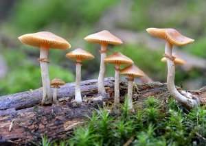 Study hints magic mushrooms can alter how you feel about nature (and politics)