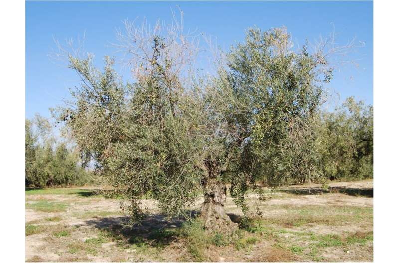Research in olive varieties steps up the fight against anthracnose